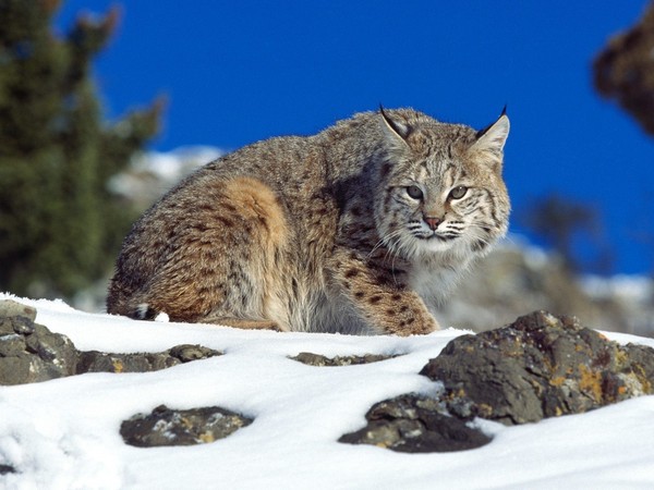 LYNX