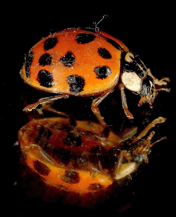 COCCINELLE