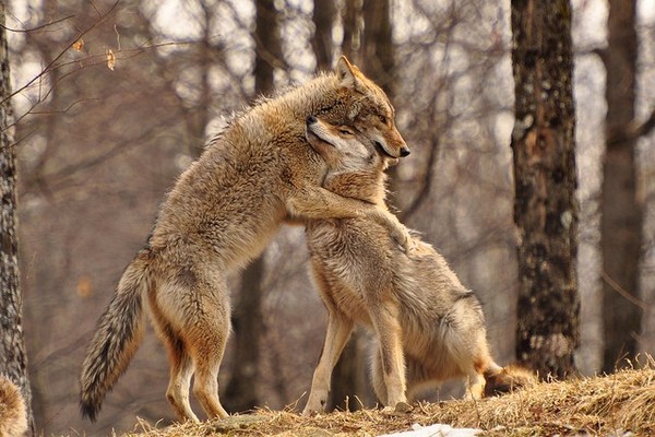 LOUPS