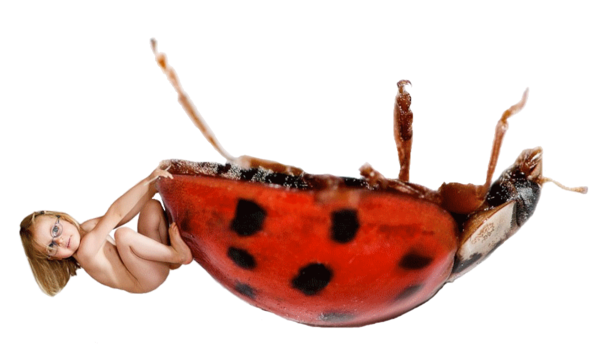 COCCINELLE