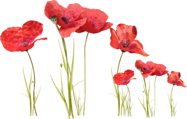 COQUELICOTS