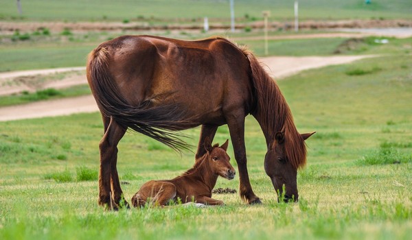 CHEVAUX 2