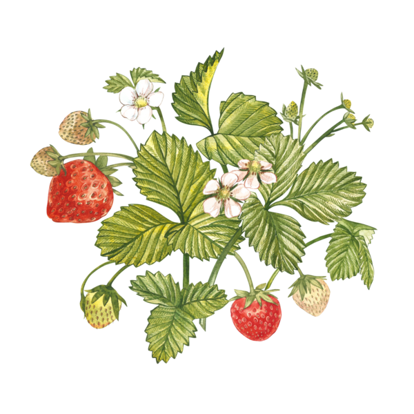 LES FRAISES 2