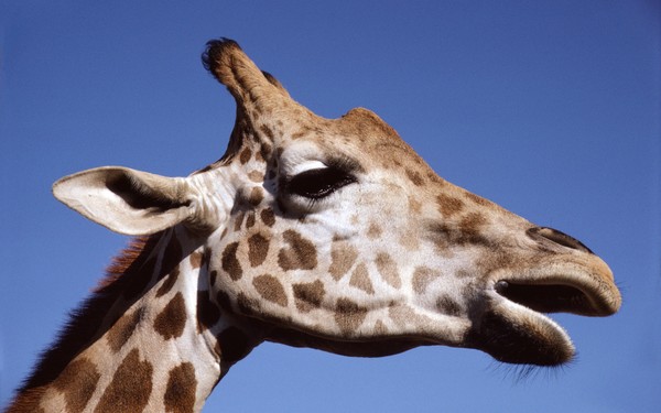 GIRAFE