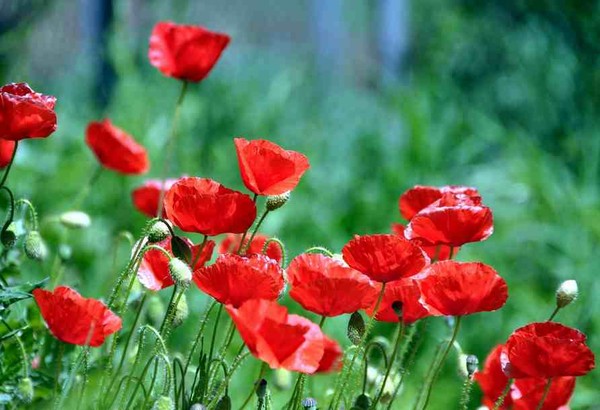 COQUELICOTS