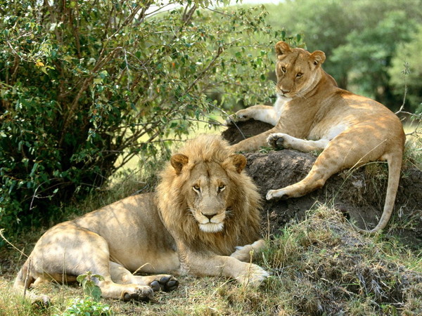 LION ET LIONNE