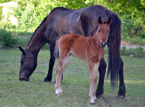 CHEVAUX 2