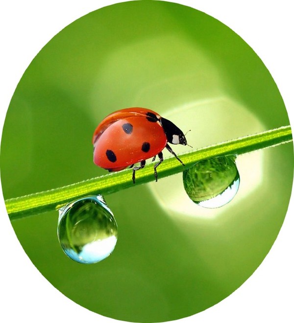 COCCINELLE