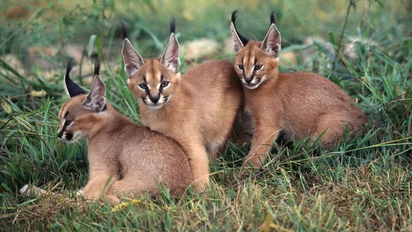 CARACALS