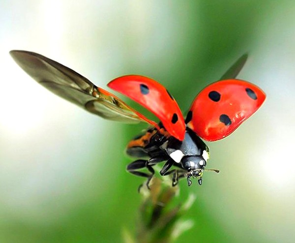 COCCINELLE