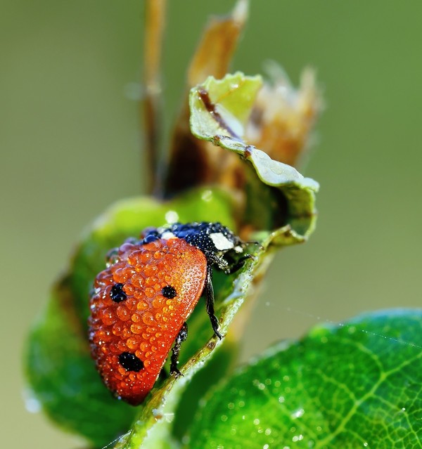 COCCINELLE