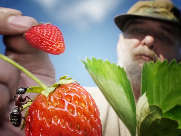 LES FRAISES