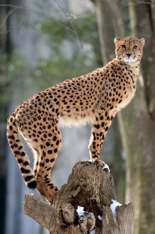 GUEPARD