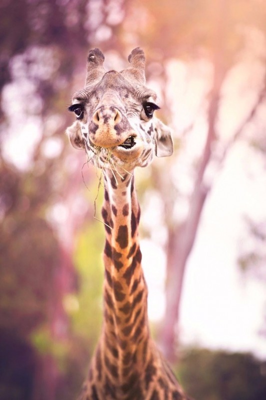 GIRAFE