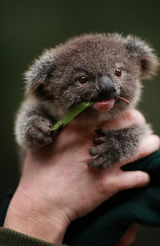 KOALA