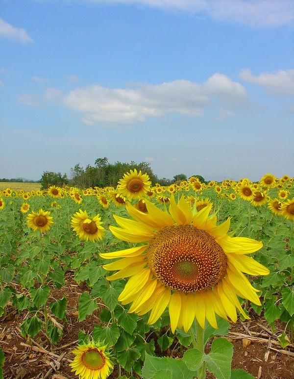 FLEURS