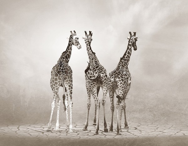 GIRAFES