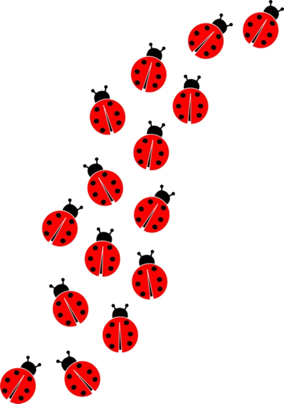 COCCINELLES