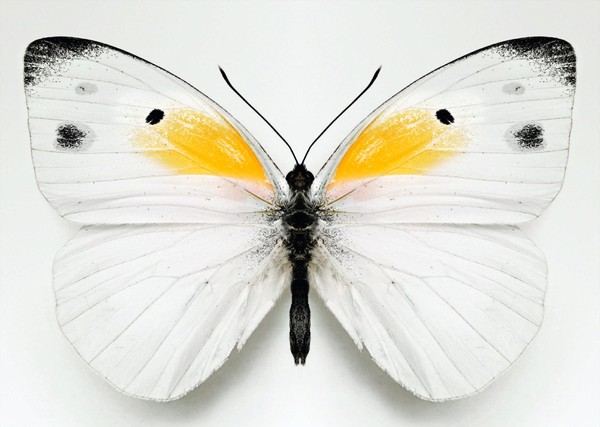 PAPILLON