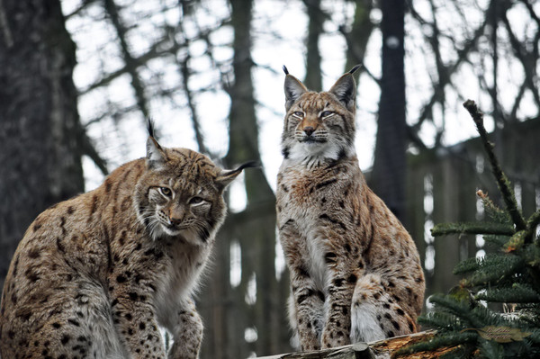 LYNX