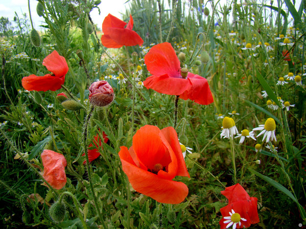 COQUELICOTS