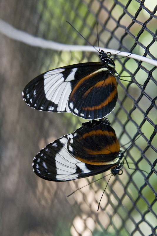 PAPILLONS