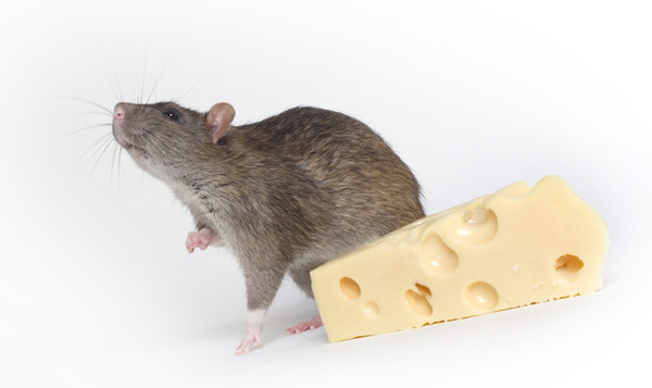 RAT