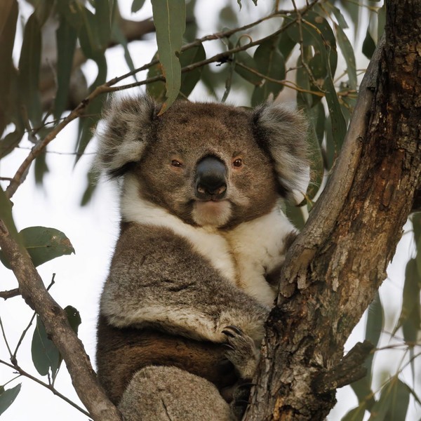 KOALA