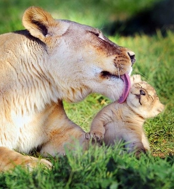 LIONNE ET SON PETIT