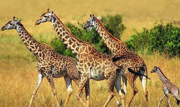 GIRAFES