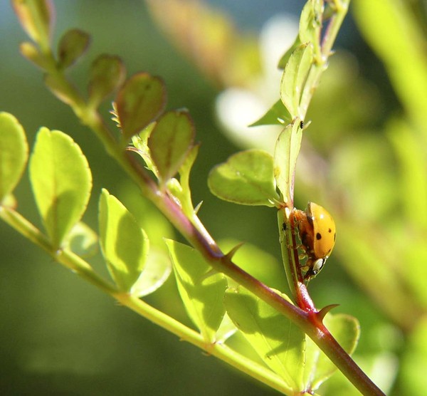 COCCINELLE