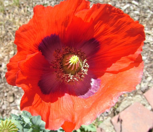 COQUELICOT