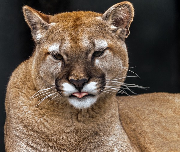 COUGAR