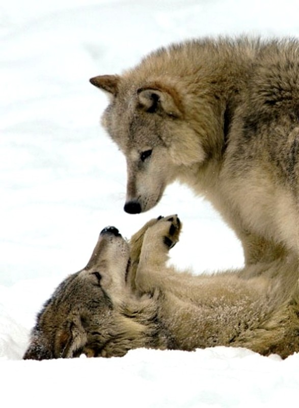 LOUPS