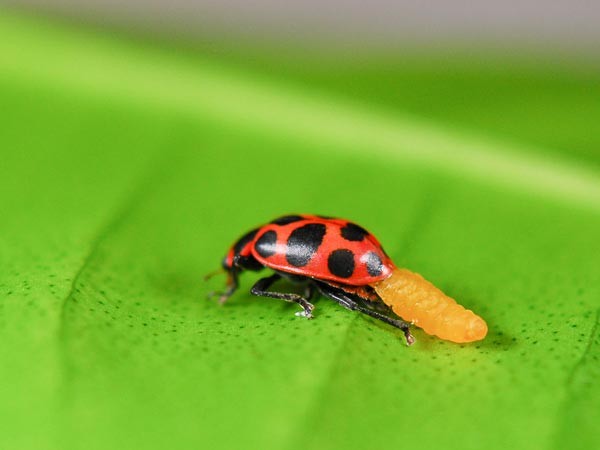 COCCINELLE