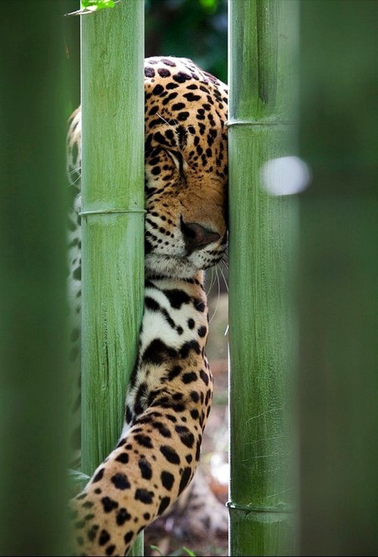 LEOPARD