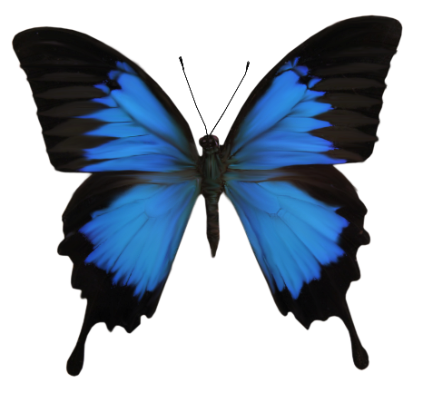 PAPILLON