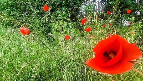 COQUELICOTS 2