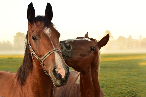 CHEVAUX 2