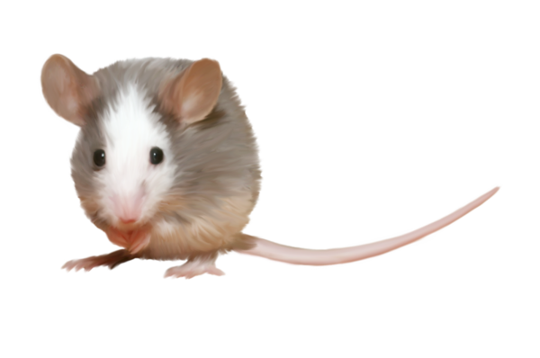 RAT 2