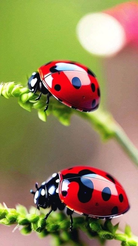 COCCINELLE 3