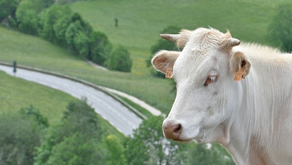 VACHE