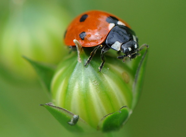 COCCINELLE