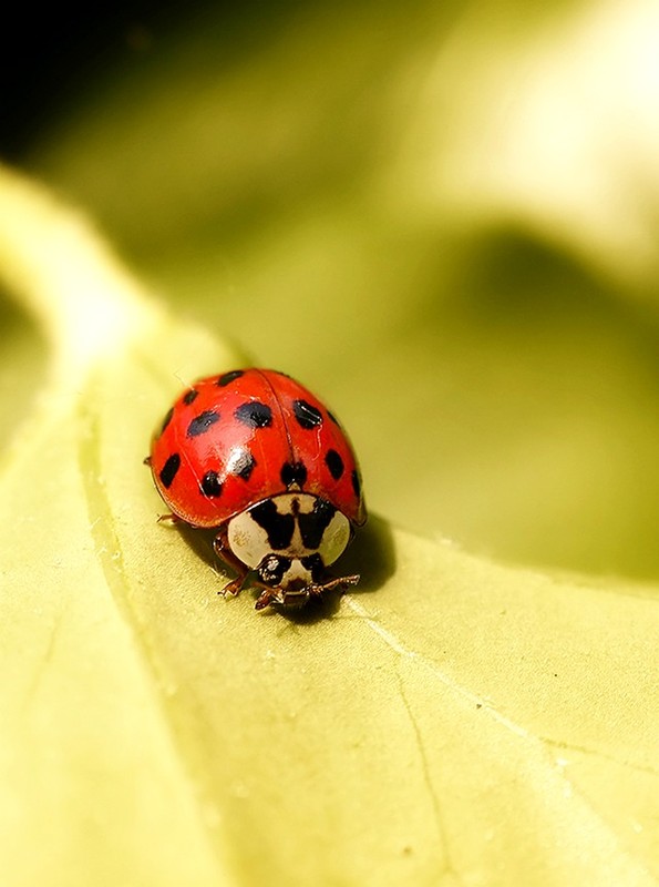 COCCINELLE