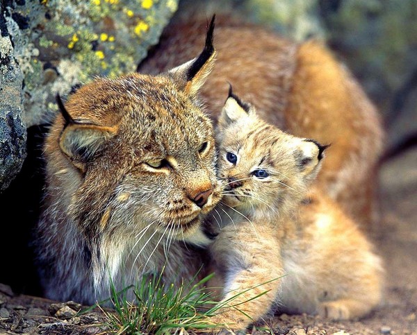 LYNX