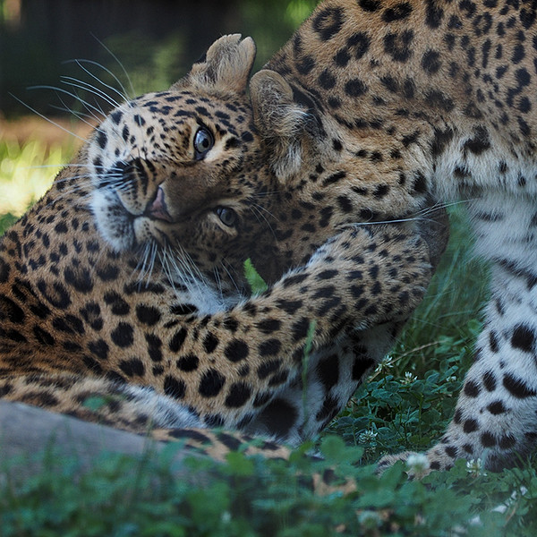 LEOPARDS