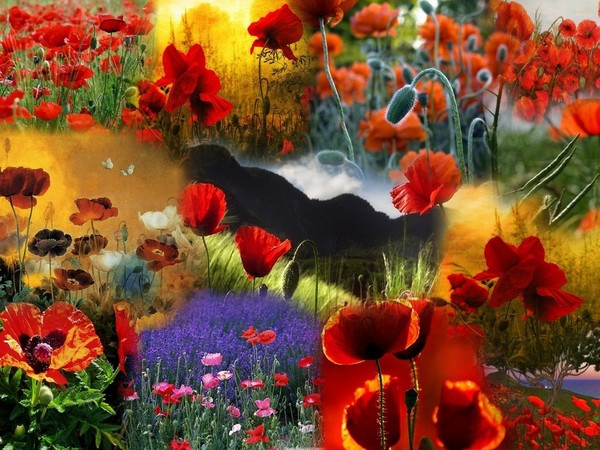 COQUELICOTS