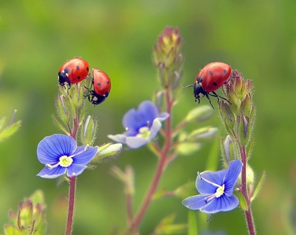 COCCINELLES 2