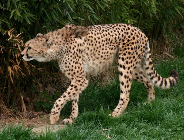 GUEPARD