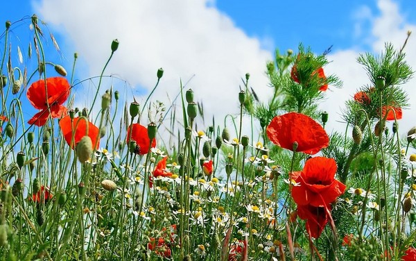 COQUELICOTS